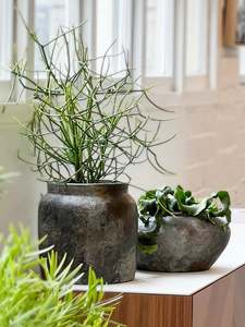Euphorbia tirucalli