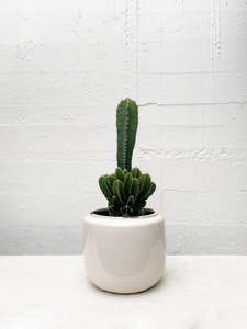 Cereus tetragonus 'Castle Cactus'