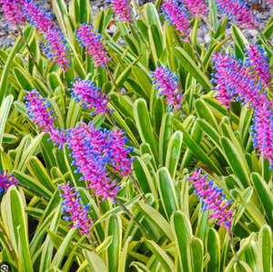 Bromeliad Aechmea gamosepela | Bromeliad Lucky Stripe