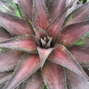 Succulents: Mangave Red Wing
