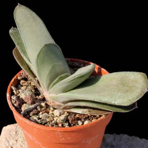 Succulents: Gasteria Gracillis