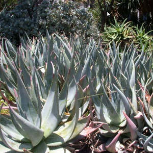 Aloe Petricola | Stone Aloe