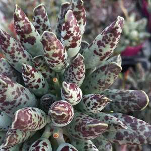 Succulents: Adromischus Festivus