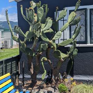 Opuntia Ficus-indica | Tree Cactus, Indian Fig
