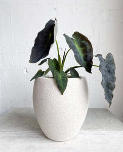Colocasia: Colocasia: Black magic