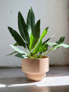 Anthurium: Anthurium coriaceum (Paddle leaf)