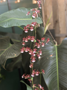 Oncidium Sharry Baby 'Leca'