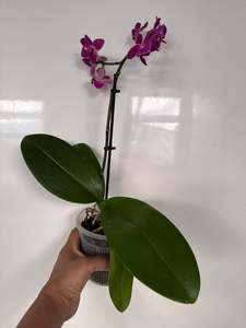Phalaenopsis Mini - with Dark Pink Flowers