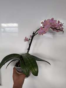 Phaelanopsis: Phalaenopsis Mini - Scented