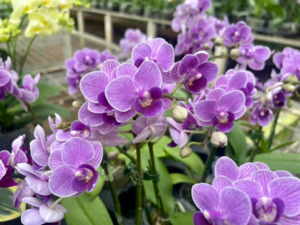 Phalaenopsis Sogo Vivian 'Smurf' (Special Indigo)