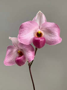 Other Orchids: Paphiopedilum Ho Chi Minh
