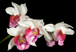 Other Orchids: Gastrorchis pulchra 'Alice Ahier' AM/OCNZ