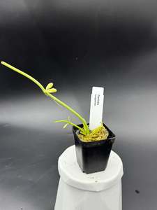 Other Orchids: Dischidia bengalensis
