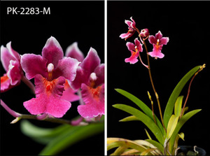 Other Orchids: Rodrumnia Sakurada ‘PK’ (MC)