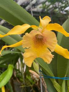 Other Orchids: Myrmecatavola Frances Fox x B. nodosa