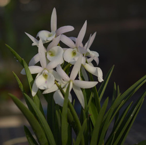 Other Orchids: Brassocattleya Jairak Snow