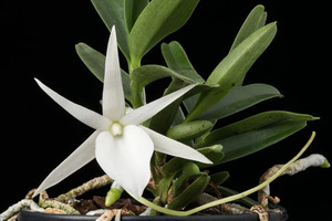 Other Orchids: Angraecum didieri