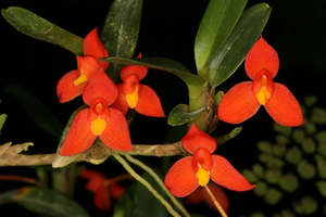 Other Orchids: Maxillaria sophronitis