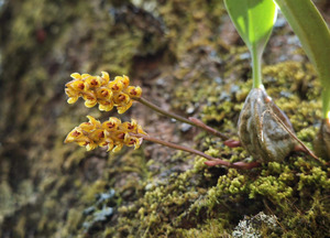 Bulbophyllum picturatum
