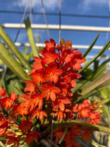 Other Orchids: Ascocentrum ampullaceum var.moulmeinense