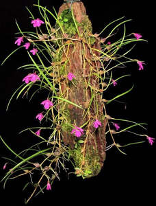 Other Orchids: Isabelia pulchella