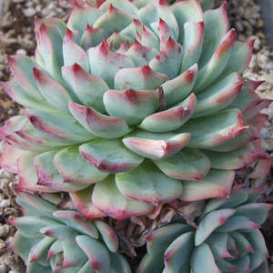 Echeverria: Echeveria Tippy