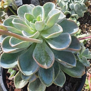 Echeverria: Echeveria Orepetti