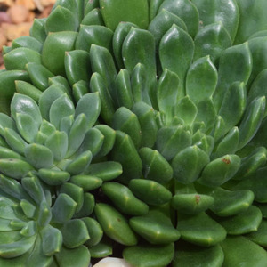 Echeverria: Echeveria Emerald Ripple