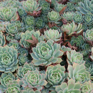 Echeverria: Echeveria Secunda | Hen and Chicks
