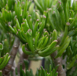 Crassula Ovata Gollum