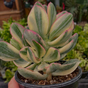 Crassula: Crassula Ovata Tricolor | Variegated Jade Plant
