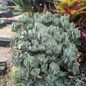 Crassula: Crassula Arborescens | Blue Bird