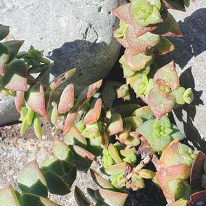 Crassula: Crassula Perforata | String of Buttons