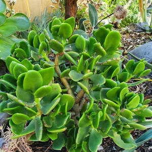 Crassula: Crassula Ovata | Classic Jade Plant