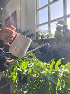 Equipment Tools Supplies: Burgon & Ball indoor watering can