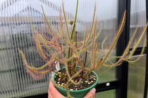 Carnivorous Plants: Drosera binata - Forked Sundew