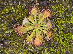 Drosera spatulata (Paparoa Track, West Coast, NZ) -  Spatula Sundew