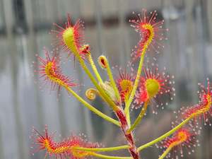 Carnivorous Plants: Drosera madagascariensis - Sundew