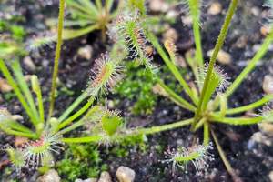 Carnivorous Plants: Drosera nidiformis (Pietermaritzburg, South Africa) - The Nestle Leafed Sundew