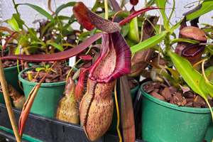 Carnivorous Plants: Nepenthes spathulata x spectabilis (Female) - Highland Tropical Pitcher Plant