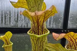 Carnivorous Plants: Sarracenia oreophila var. ornata (DeKalb County, Georgia, USA) - Green Pitcher Plant