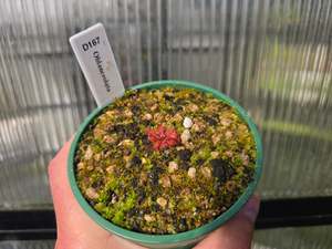 Carnivorous Plants: Drosera oblanceolata - Temperate Sundew