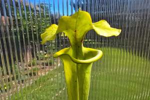 Carnivorous Plants: Sarracenia flava var. rugelii (Edmund, Lexington County, South Carolina, USA) - American Pitcher Plant