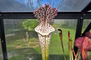 Sarracenia leucophylla - Red Form - White Pitcher Plant