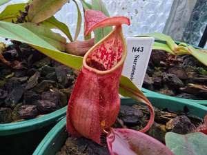 Carnivorous Plants: Nepenthes suratensis - Lowland Tropical Pitcher Plant