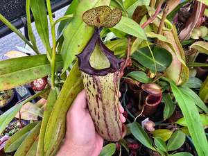 Carnivorous Plants: Nepenthes 'Gothica' (Female) - Intermediate Tropical Pitcher Plant