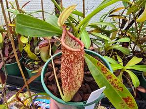 Carnivorous Plants: Nepenthes ventricosa x rafflesiana - Highland Tropical Pitcher Plant