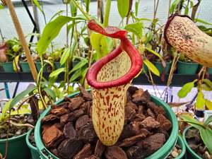 Carnivorous Plants: Nepenthes ventricosa x talangensis (Male) - Highland Tropical Pitcher Plant