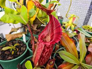 Carnivorous Plants: Nepenthes maxima x veitchii (Female) - Intermediate Tropical Pitcher Plant