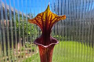Carnivorous Plants: Sarracenia flava var. rubricorpora - American Pitcher Plant